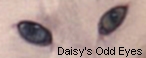 Daisy's Odd Eyes