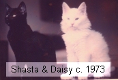 Daisy and Shasta in 1973