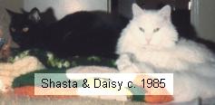 Daisy and Shasta in 1986