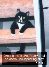 Oreo about to fall down