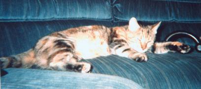 Pookie all stretched out - 1992