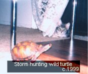 Hunting Wild Turtle